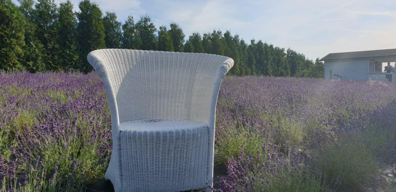 Noclegi Biala Roza Boleslawiec  Esterno foto